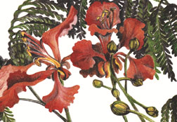 flamboyant