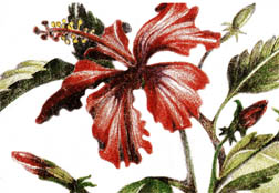 hibiscus