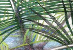 palms