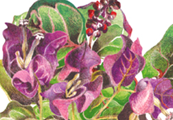 sea grape
